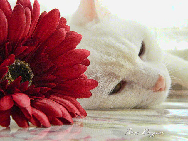 末节风暴，雷恩绝境逆转几内亚，奥斯梅恩超级英雄式救赎